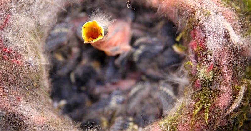 Comment reconnaitre un oisillon mesange et bien l'aider au jardin