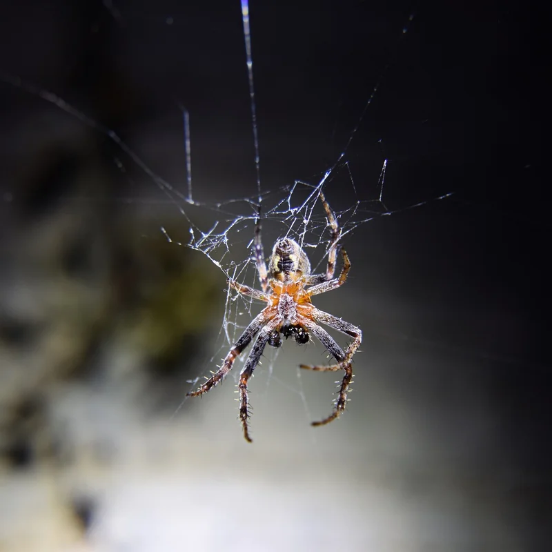 Araignées et autres coupables injustement accusés