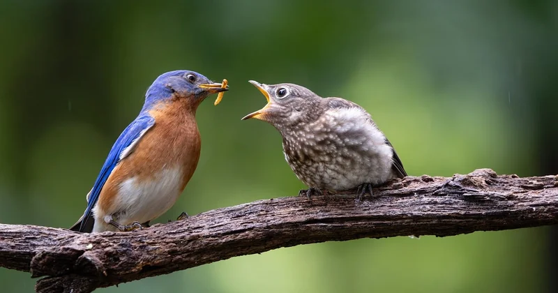 Que donner à manger à un oisillon de mésange (et ce qu'il ne faut jamais faire)
