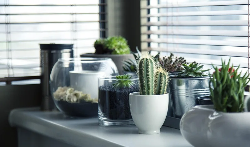 Choisir les plantes gagnantes (celles qui survivront vraiment)