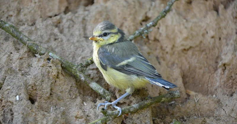 Que faire quand un oisillon de mésange tombe du nid ?