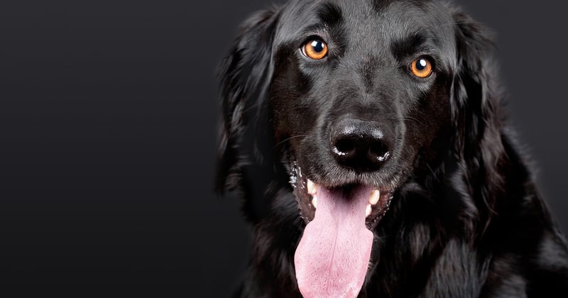 Tarif détection canine punaises de lit : combien ça coûte vraiment ?
