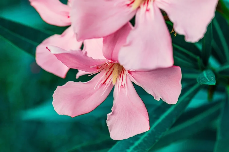 Le calendrier d'intervention : quand traiter les lauriers-roses ?