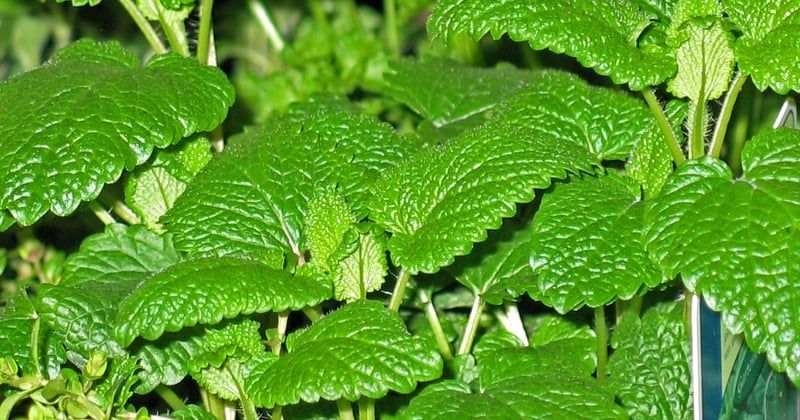 Influence berbère dans la cuisine marocaine : le goût caché des origines