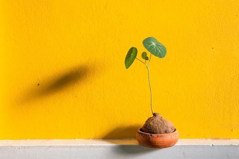 Le pot comme élément de design (l'erreur que tout le monde fait)