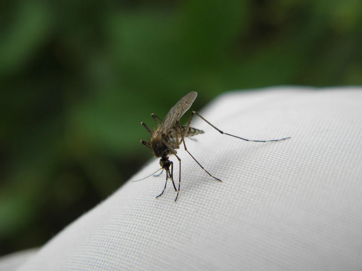 Quels insectes piquent la nuit : les identifier et s'en protéger en 2026