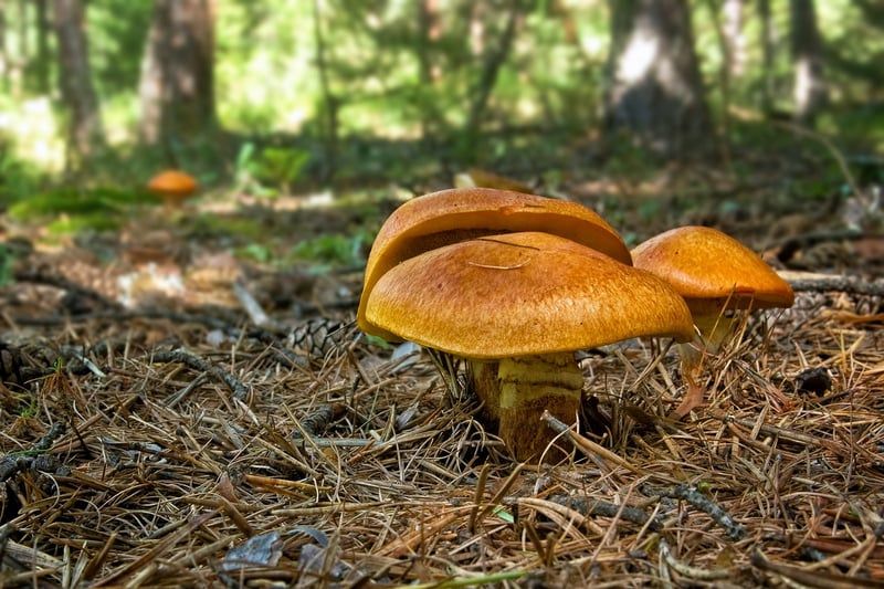 Découvrez le champignon bolet jaune en 2026 : guide, récolte et recettes